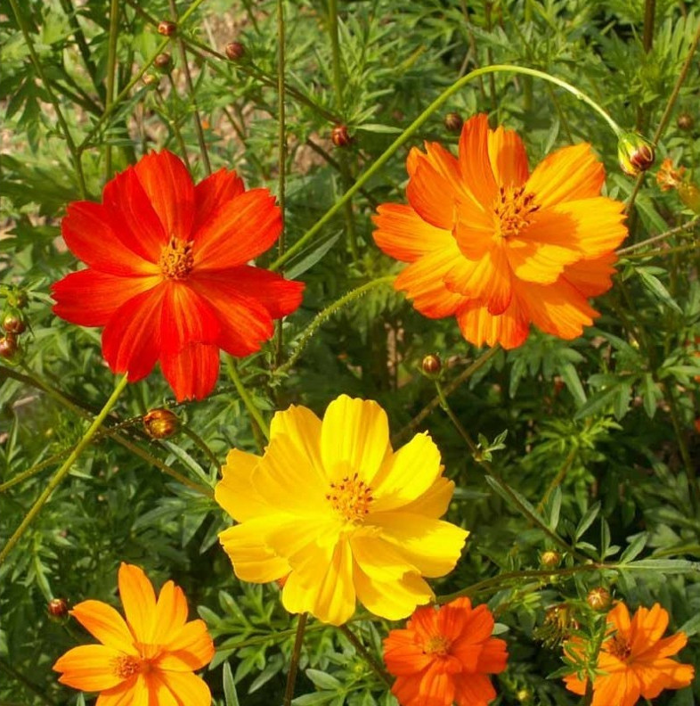 100+ Sulphur Cosmos Seeds – Bright Lights – NON GMO – Hummingbirds – Butterflies