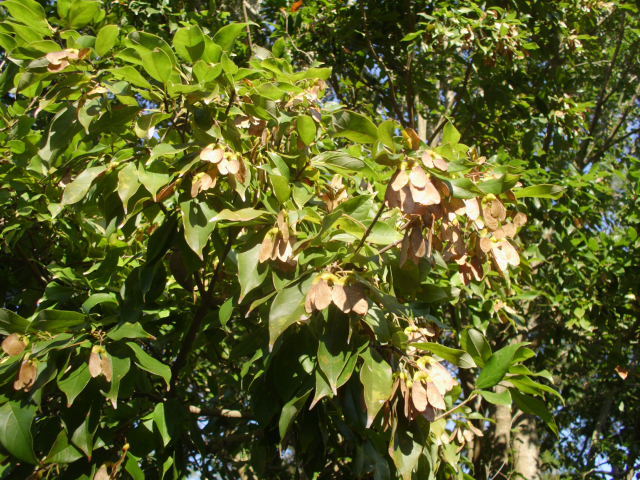 20 CHINESE EVERGREEN MAPLE SEEDS – Acer coriaceifolium