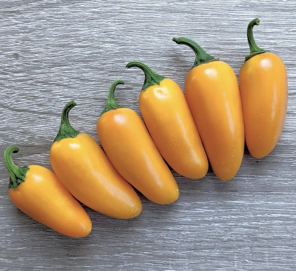 Pumpkin Spice Jalapeno Pepper Seeds | Hot | Organic | Rare | Spicy | Numex