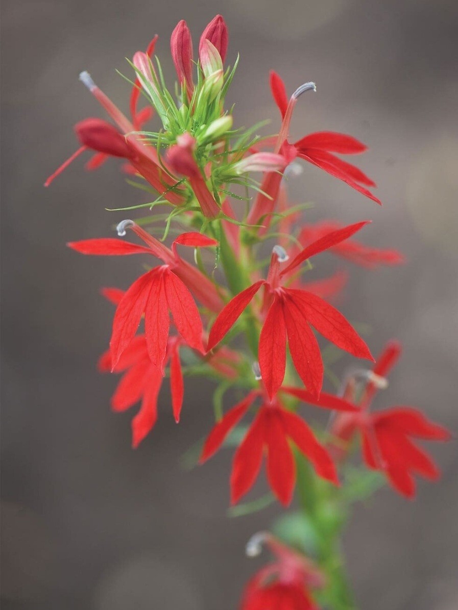 Lobelia, Red Cardinal Flower Seeds (Lobelia Cardinalis)