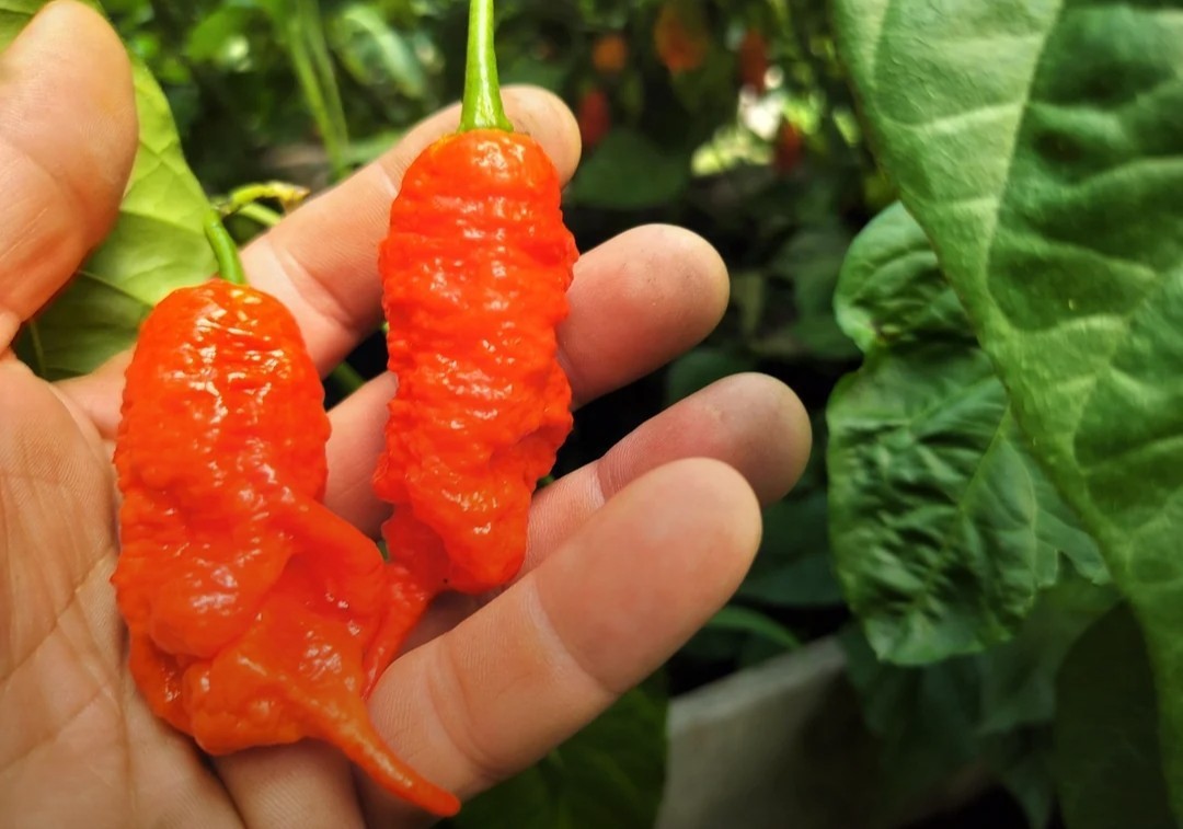 SUPERHOT!- Variety Pack – Over 200! Seeds – One Dozen Different Hot Varieties.