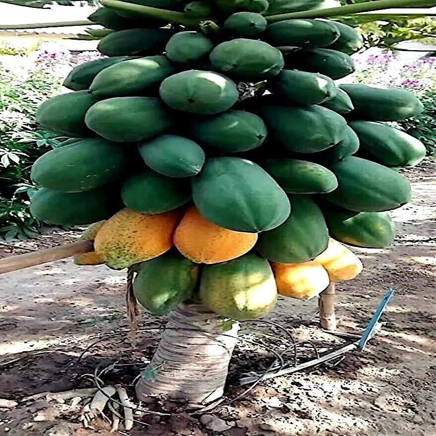 40 RARE “Dwarf Solo Waimanalo Tree Seeds” (Carica Papaya) Fast Fruit Houseplant