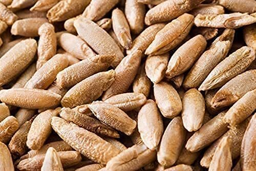 100 Pcs Rye Seeds – Non-GMO and Grown Organically – Great for Cover Crops, Food
