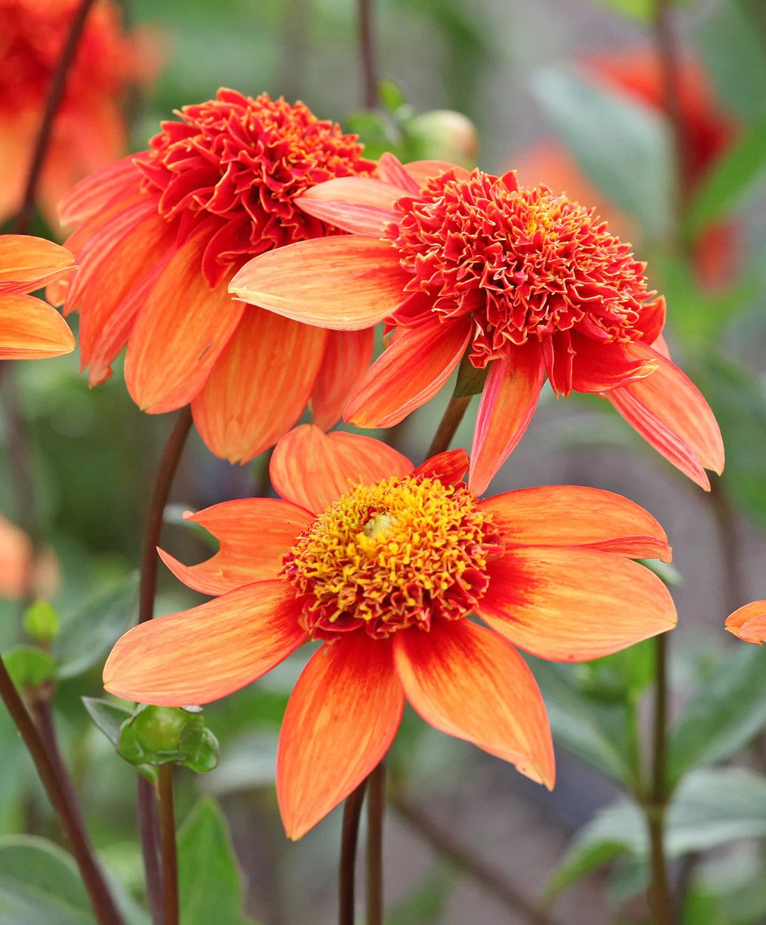 Josie Anemone Dahlia – 3 root divisions