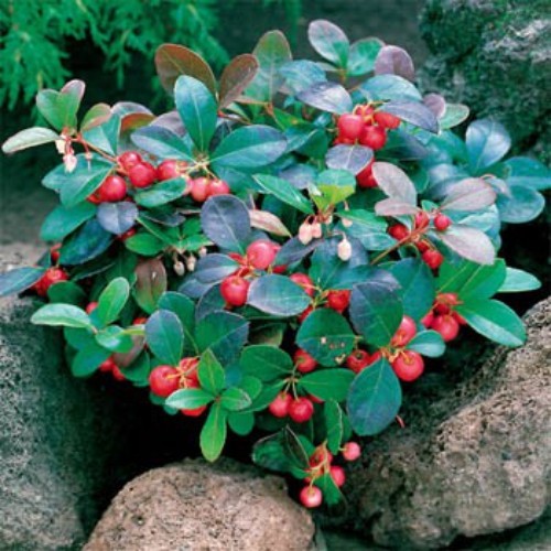 500 Seeds Wintergreen Seeds – Wintergreen Ground Cover Seed