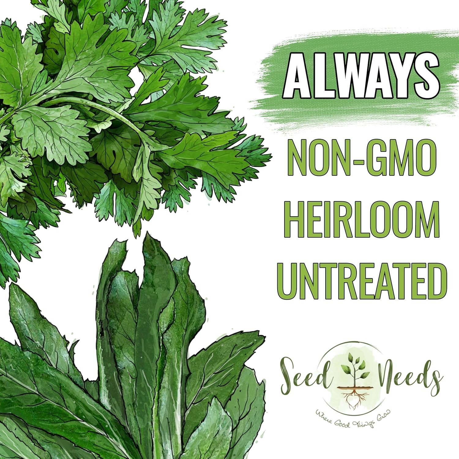Coriander Seeds – Heirloom Cilantro & Culantro for Culinary Gardens – 2 Pack