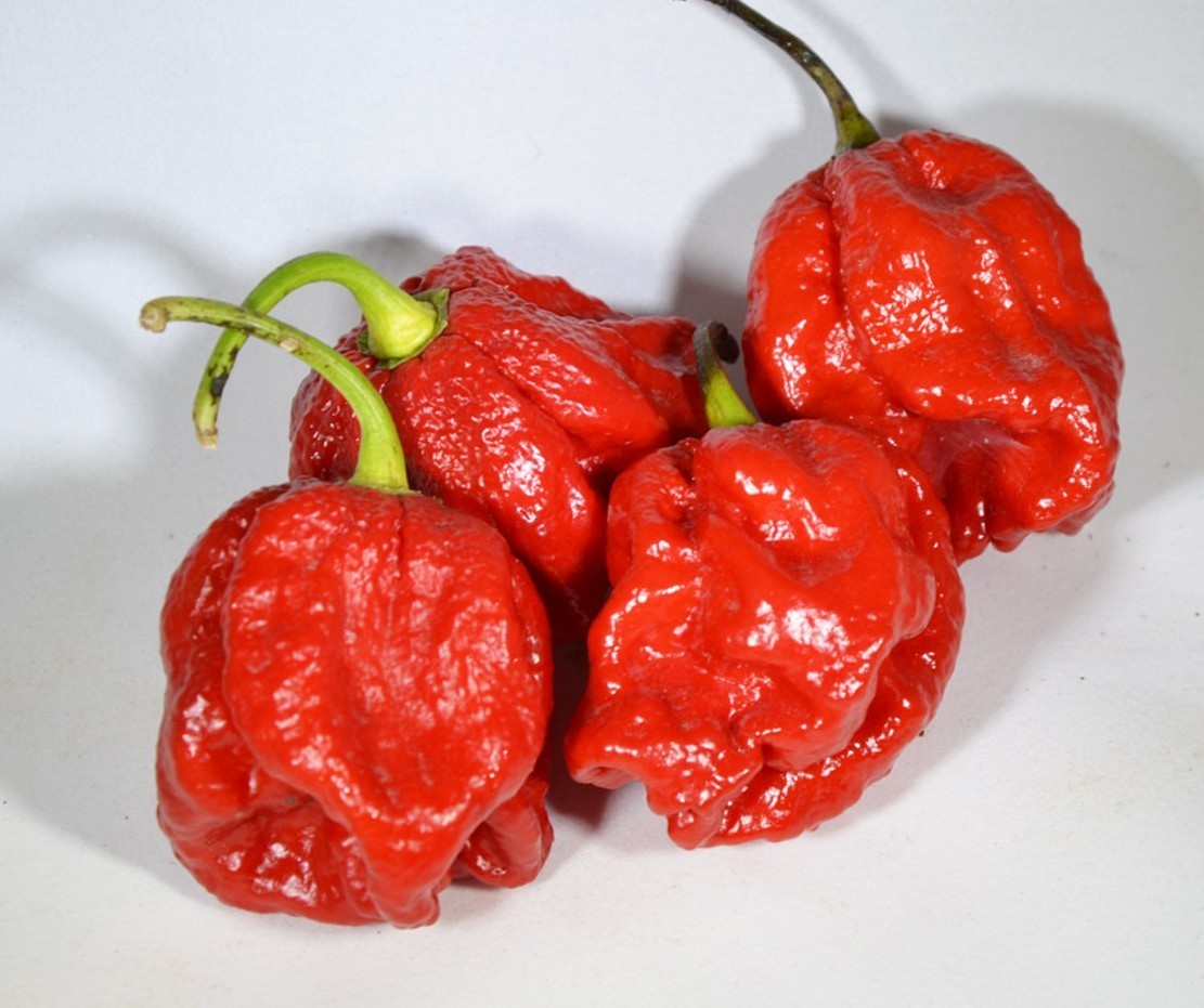20 Super-Hot Moruga Red Scorpion Premium | NON-GMO | Pepper Seeds-B 55