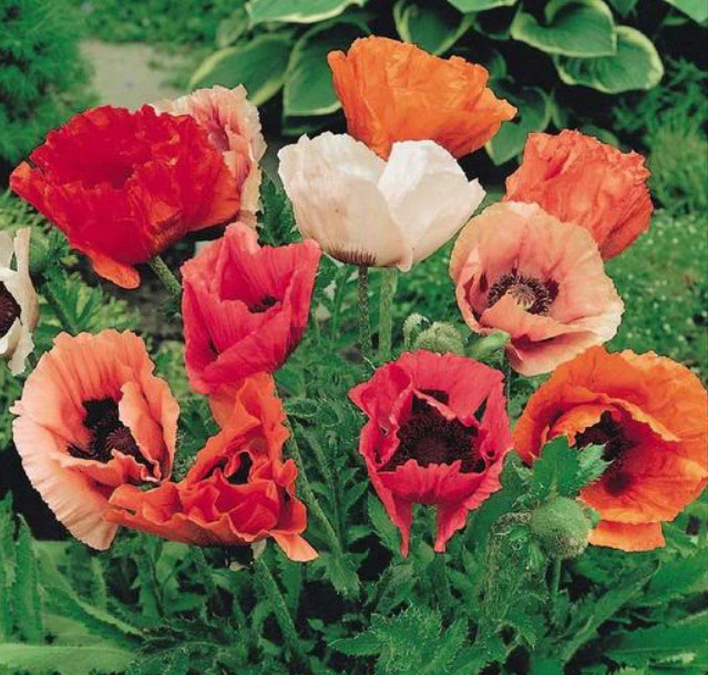Poppy ORIENTAL Mixed Colors Red + Perennial Papaver orientale NonGMO 500 Seeds