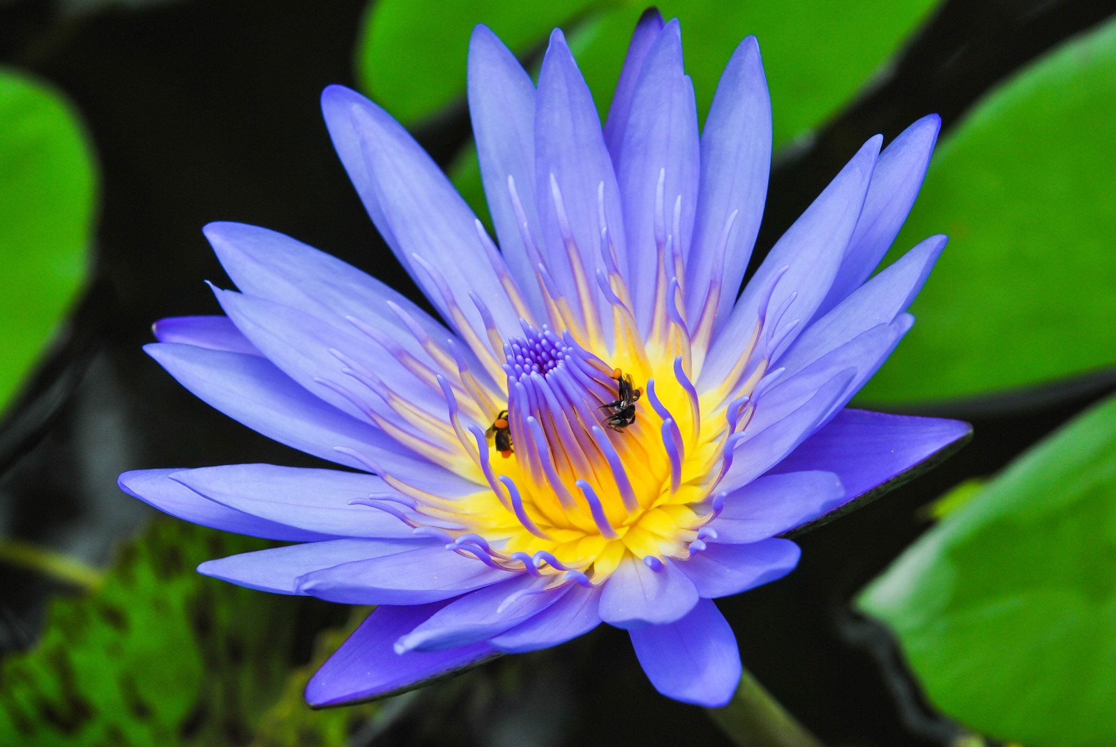 3 Organic Mixed Colors LOTUS Nelumbo Pond Water Lily Lilypad Blue Flower Seeds