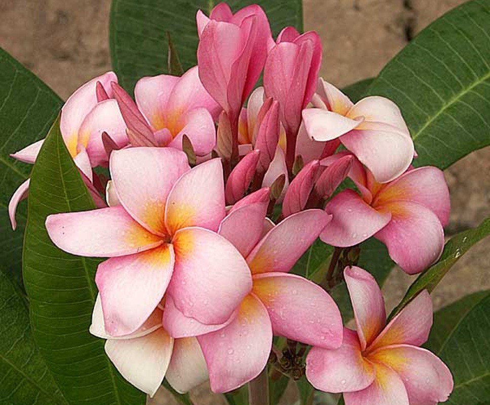 5 Light Pink Yellow Plumeria Seeds Perennial Flowers Seed Frangipani US SELLER