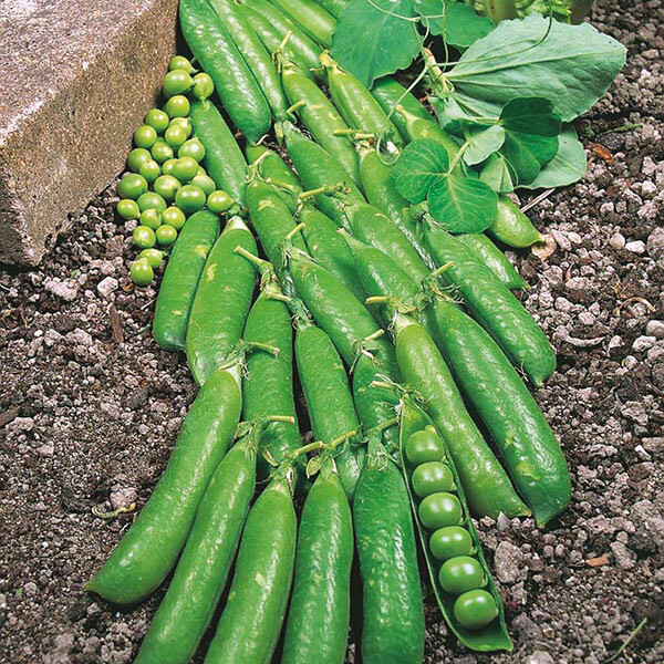 PEA Heirloom Mix 25+ NON-GMO Seeds vegetable garden ALL TYPES MIXED snow peas
