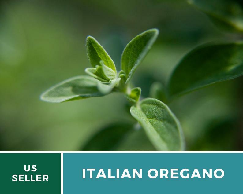 Oregano, Italian – 200 Seeds – Medicinal & Culinary Herb – Heirloom