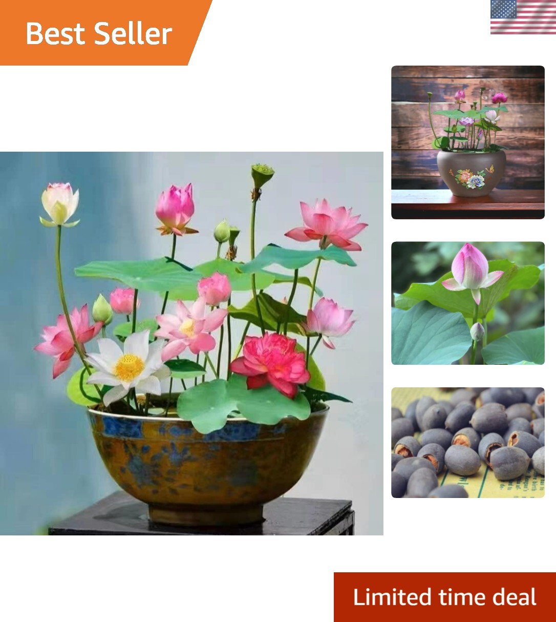 10pcs Lotus Seeds Natural Pink Red Green Indoor Outdoor Water Plant Kit