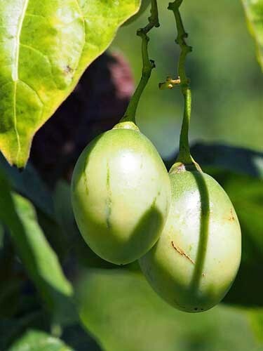 Solanum betaceum | Tree Tomato | 20 Seeds