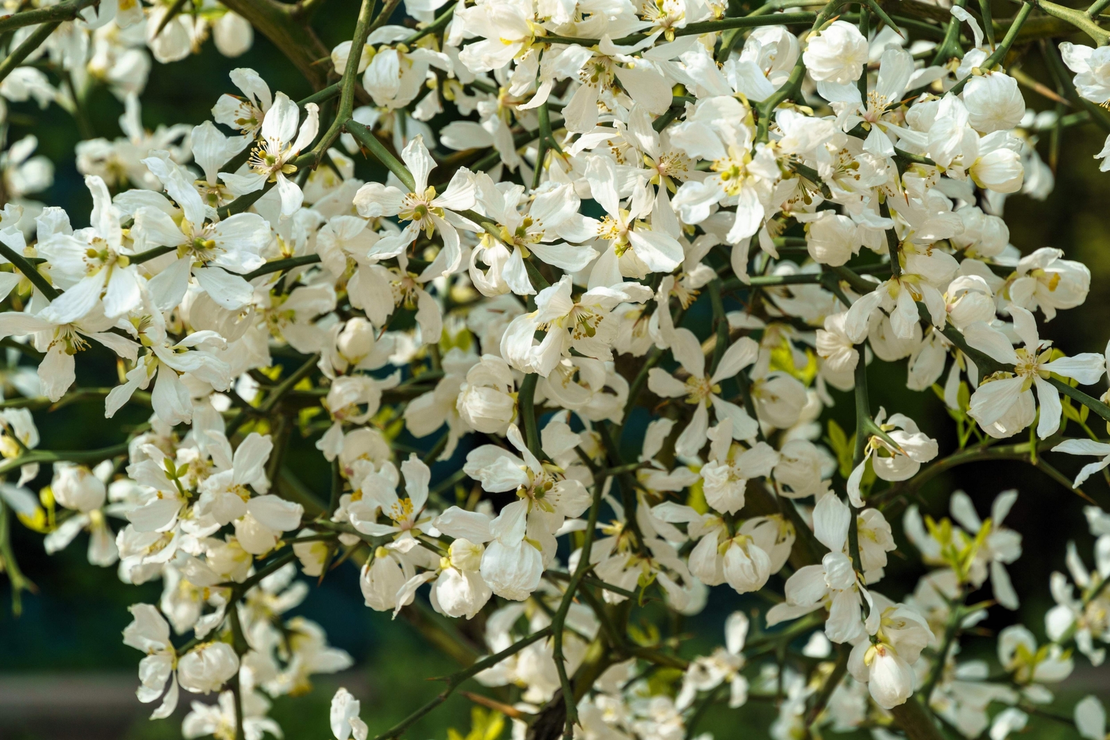 5 HARDY ORANGE TREE Trifoliate Citrus Trifoliata Poncirus Fruit Flower Seeds