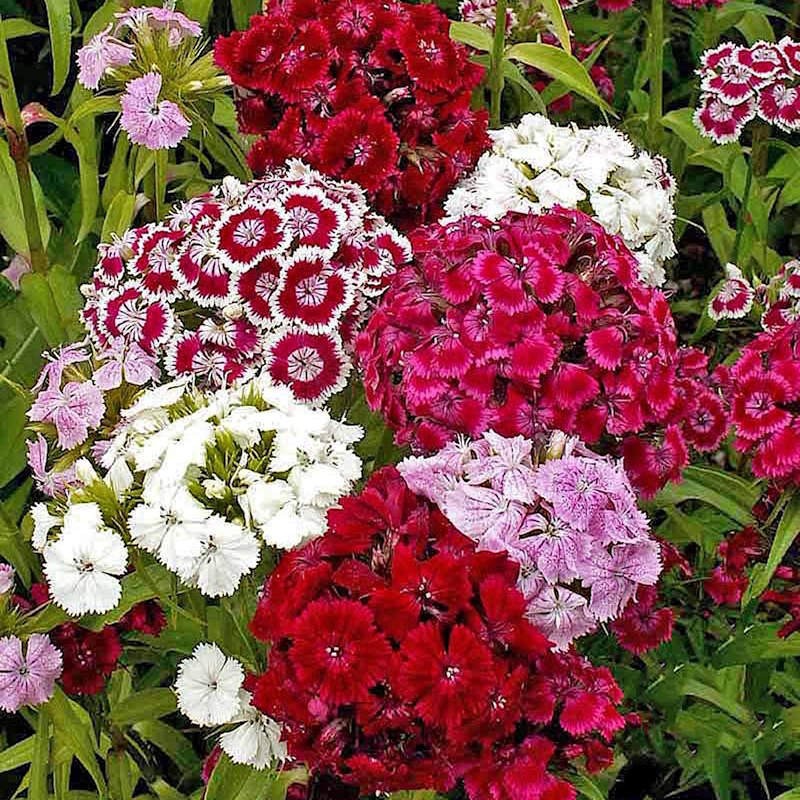 Sweet William Mix Seeds. Dianthus barbatus. Free Shipping with Tracking!