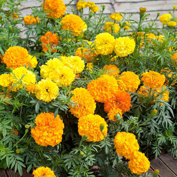 2100+ Marigold, African “Crackerjack” FRESH HARVEST FOR GARDENS