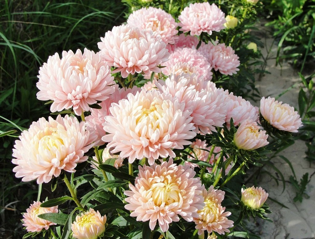 30 DUCHESS APRICOT PAEONY ASTER French Peony Callistephus Flower Seeds *Comb S/H