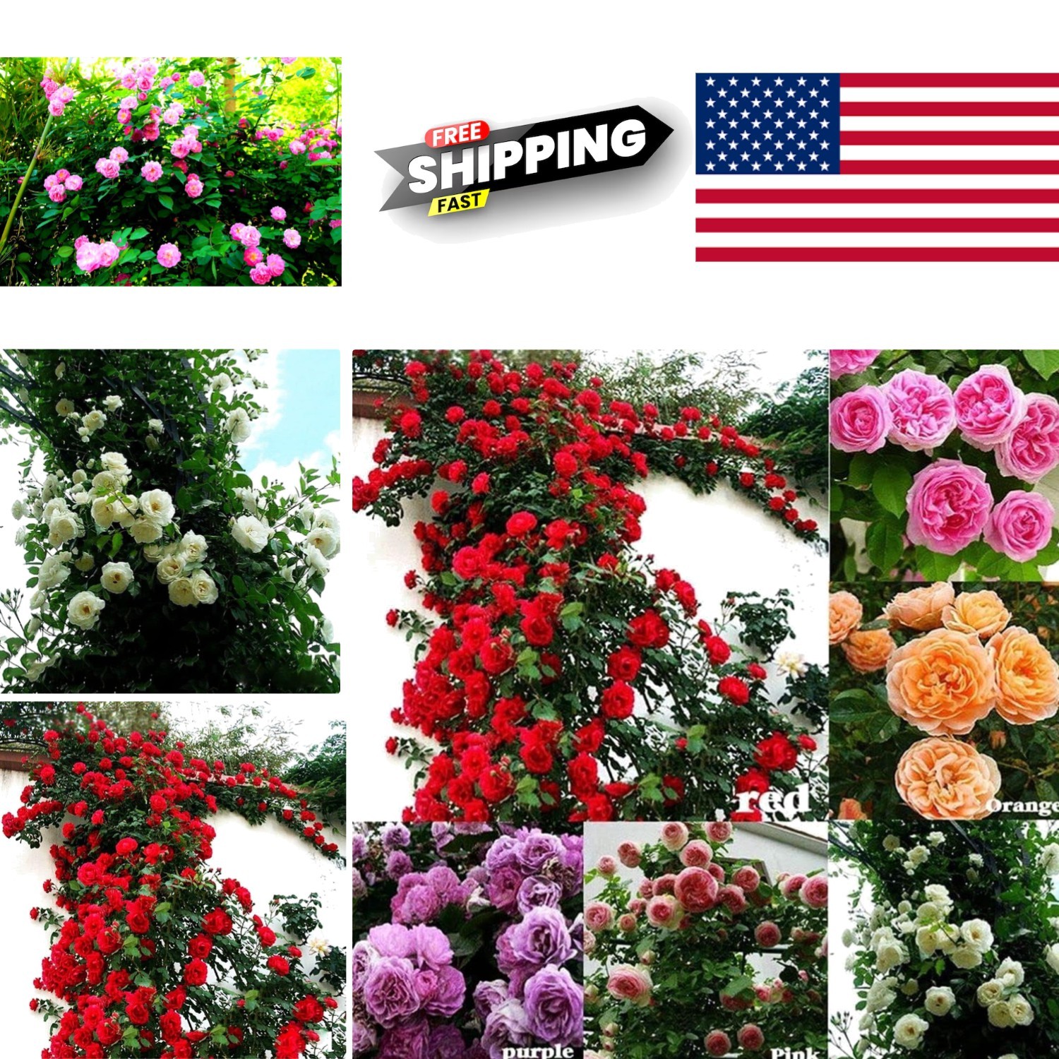 Mix Climbing Rose Seeds 100 Pcs Fragrant Butterfly Flower For Outdoor Gardens