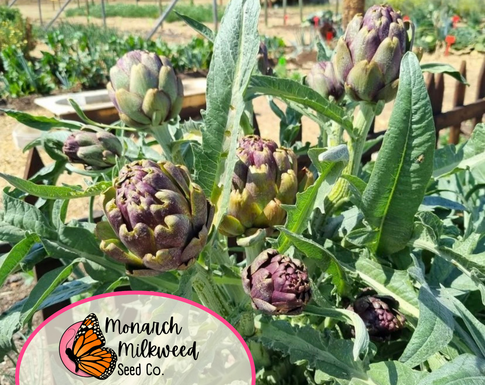 80+ Artichoke Seeds ‘Green Globe’ | Heirloom, Non-GMO, Vegetable Gardening, USA