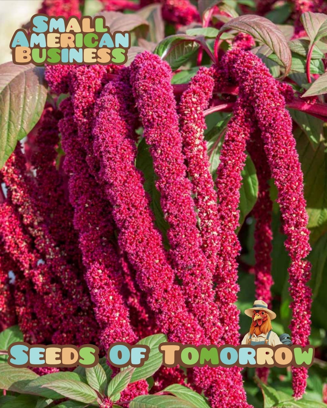 4000 Love Lies Bleeding Amaranth Seeds Organic Heirloom Non-GMO- With Bonus!