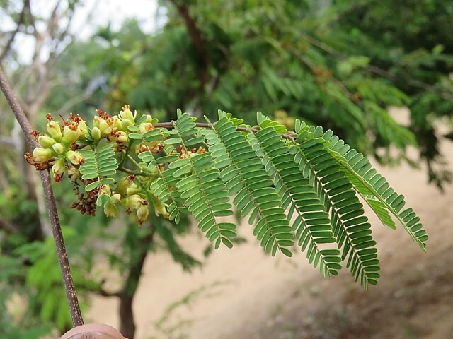 Caesalpinia coriaria | Divi Divi | 10 Seeds
