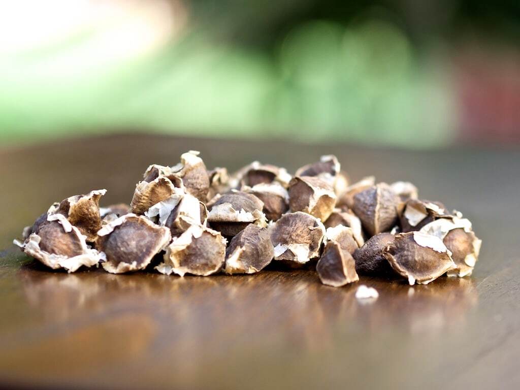 Moringa Seeds USDA Organic (1 PK) to Eat or Plant