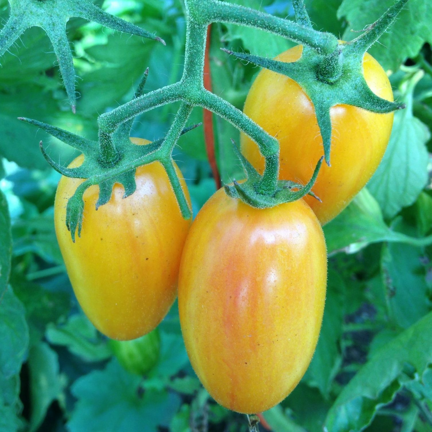 Artisan Blush Tomato Seeds, Julienne Cherry, Long Yellow, NON-GMO, FREE SHIPPING