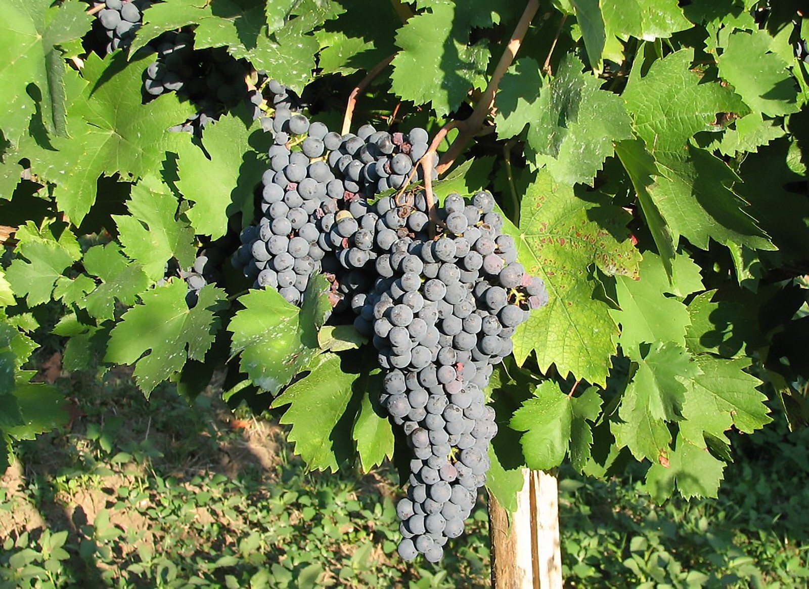 Wine Grape, Vitis vinifera, Vine Seeds
