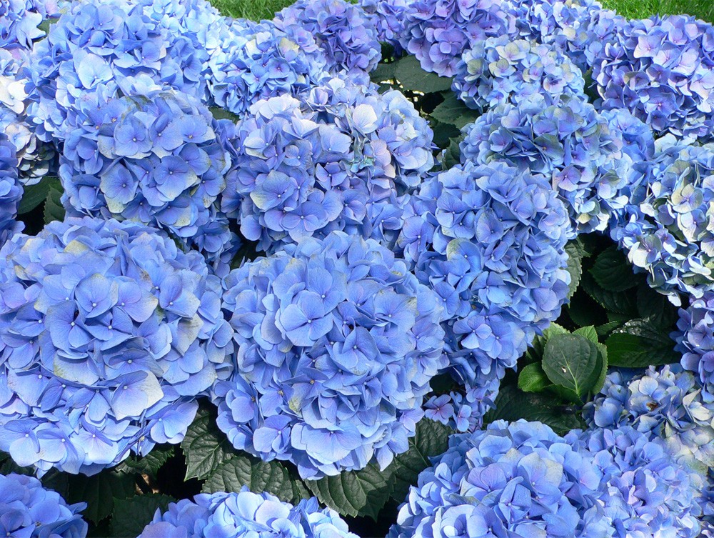 Hydrangea Seeds Mixed 15 Seeds Free Shipping!