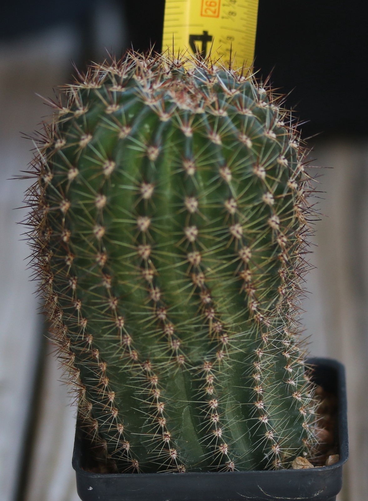 Echinopsis hybrid ‘Red Cap’