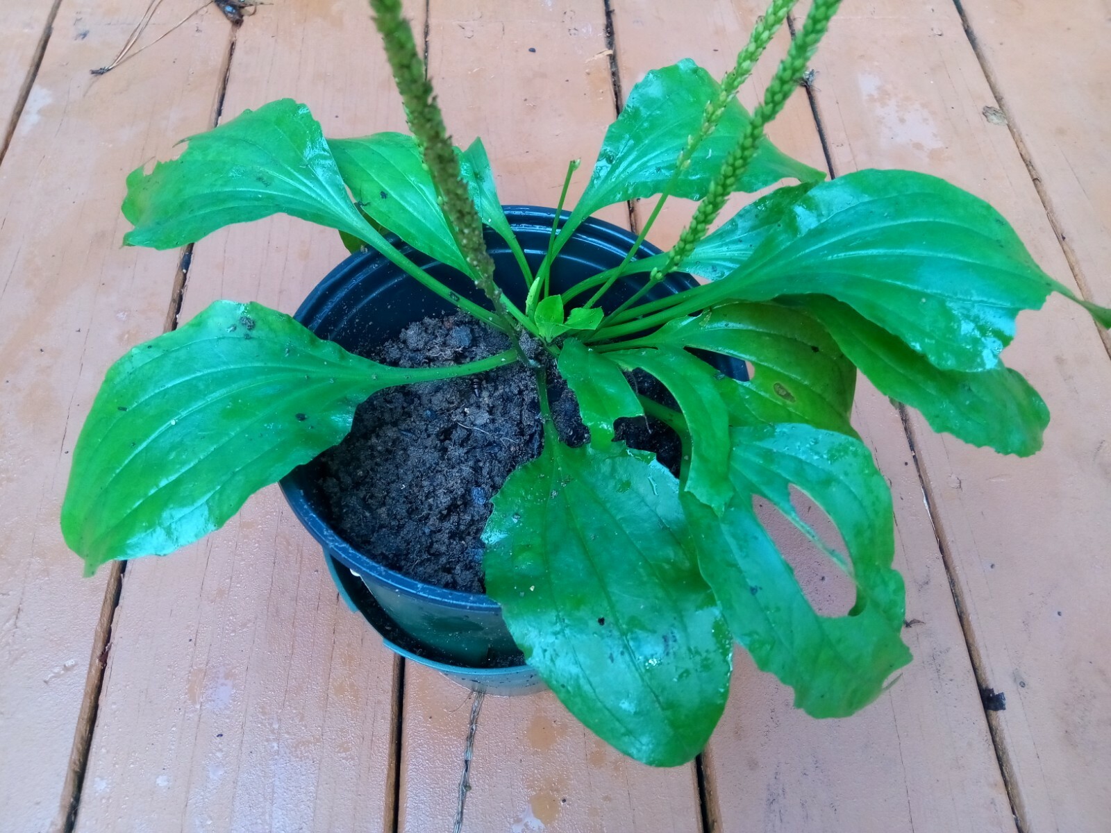 500+ Organic Plantago Major Broadleaf Plantain Seeds.Native Perennial Herb.