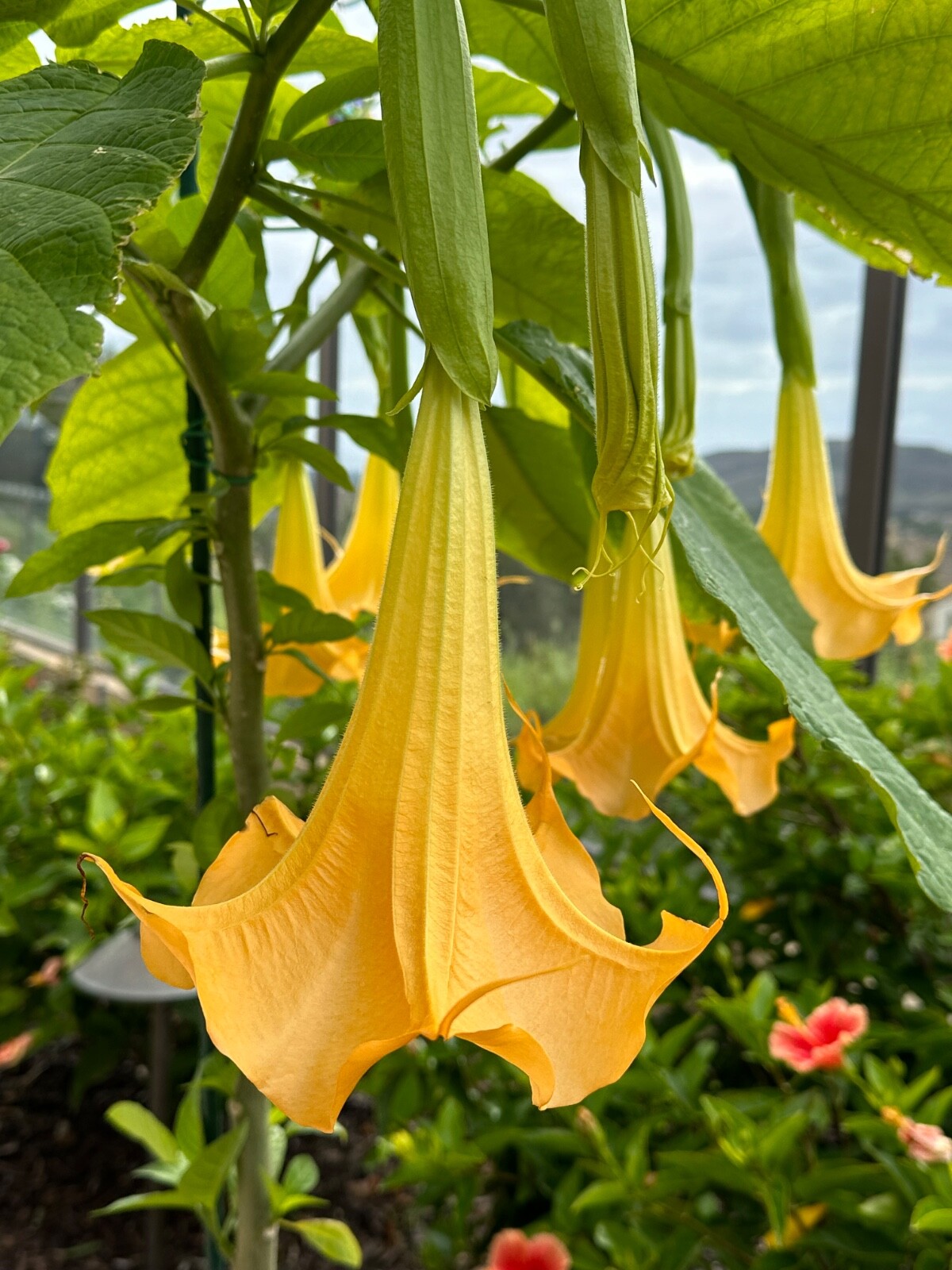 1 Live – Starter Plant, Yellow Angel Trumpet (Brugmansia) Tropical Plant.