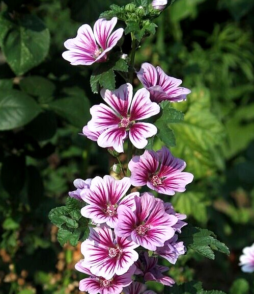 ZEBRA MALLOW 100 SEEDS, WHITE w/PURPLE, ZEBRA STRIPED FLOWERS, MALVA SYLVESTRIS