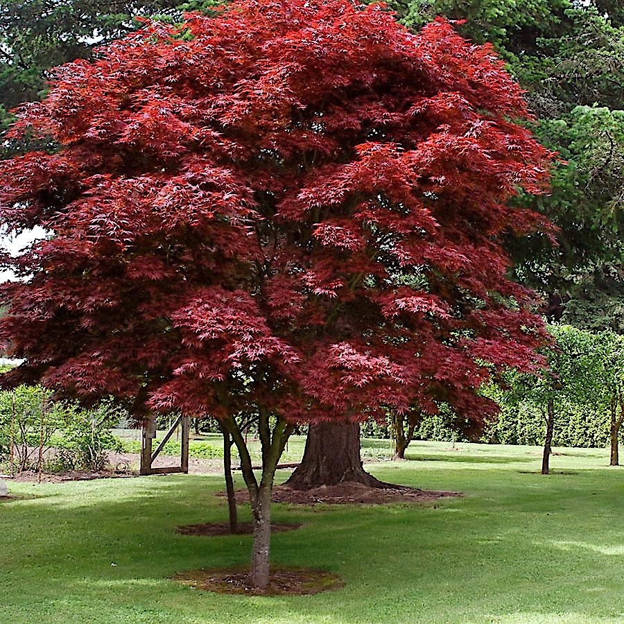 “Oregon Sunset” Maple Tree Seeds Acer Semi – Dwarf Hardy – Zone 5 Red Orange