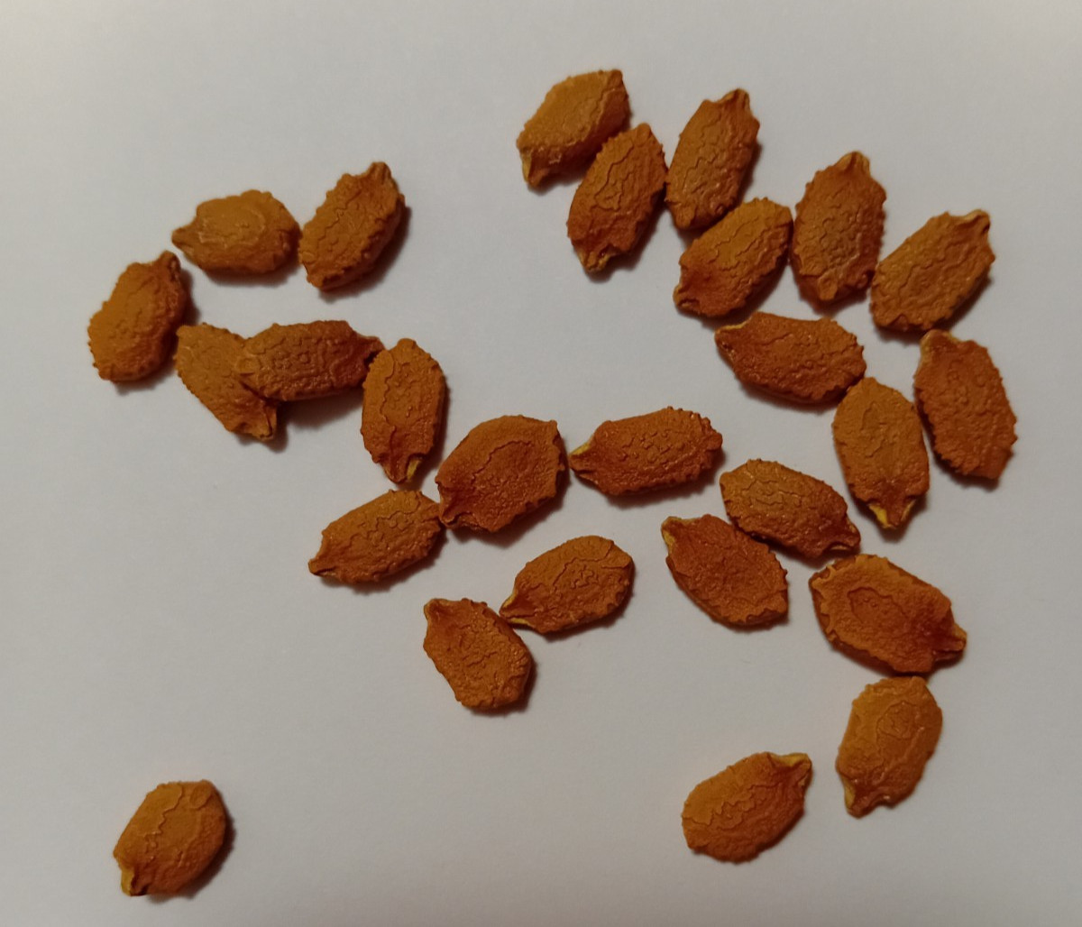 30 Bitter melon Seeds 苦瓜凉瓜种子