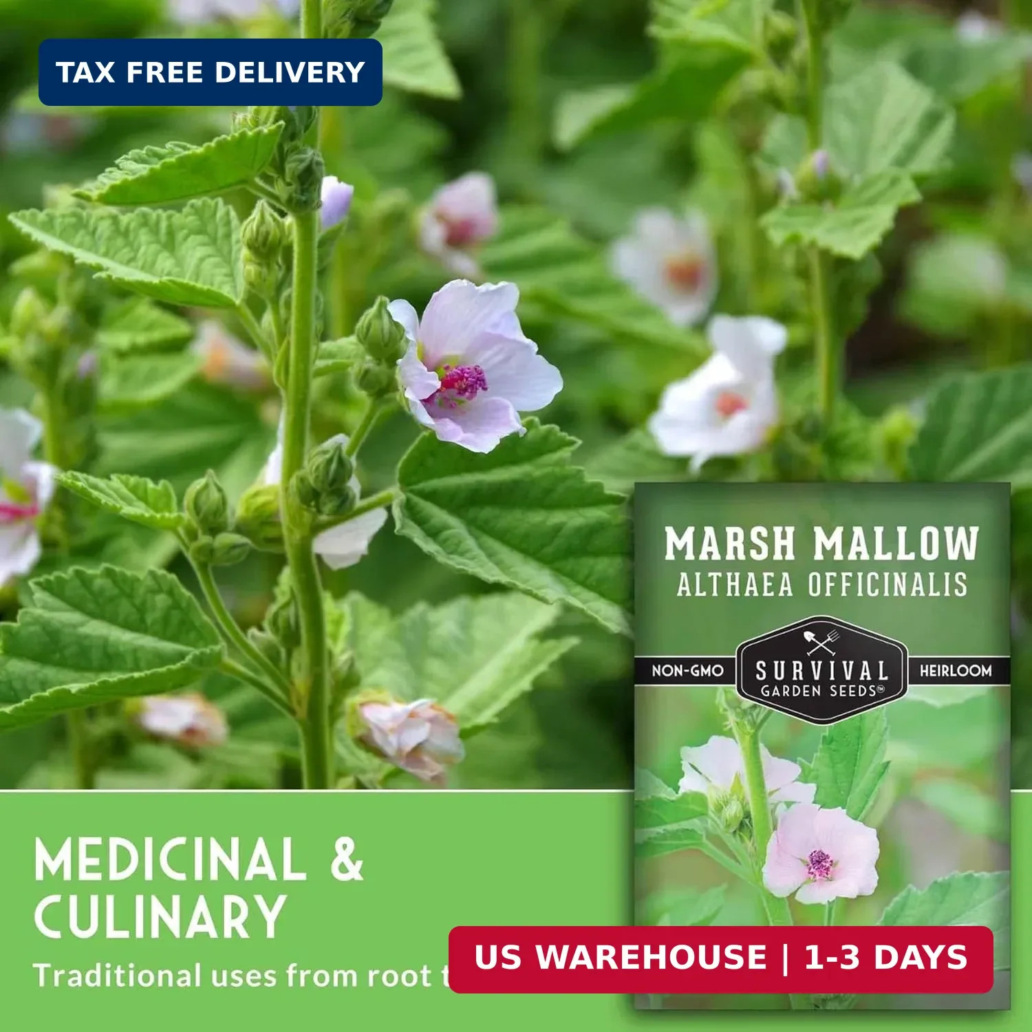 Marshmallow Seeds for Planting – Marsh Mallow Medicinal Herb, Althaea Officinali