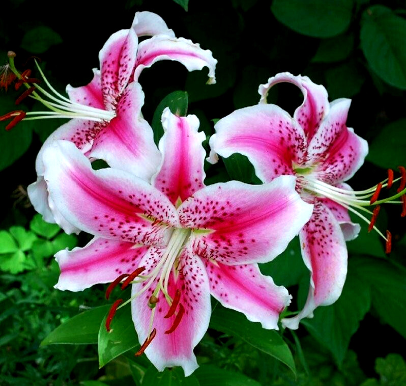 Lily Flower Bulbs 4 Stargazer Pink Flowers Oriental Orienpet Tree Lilys Plants