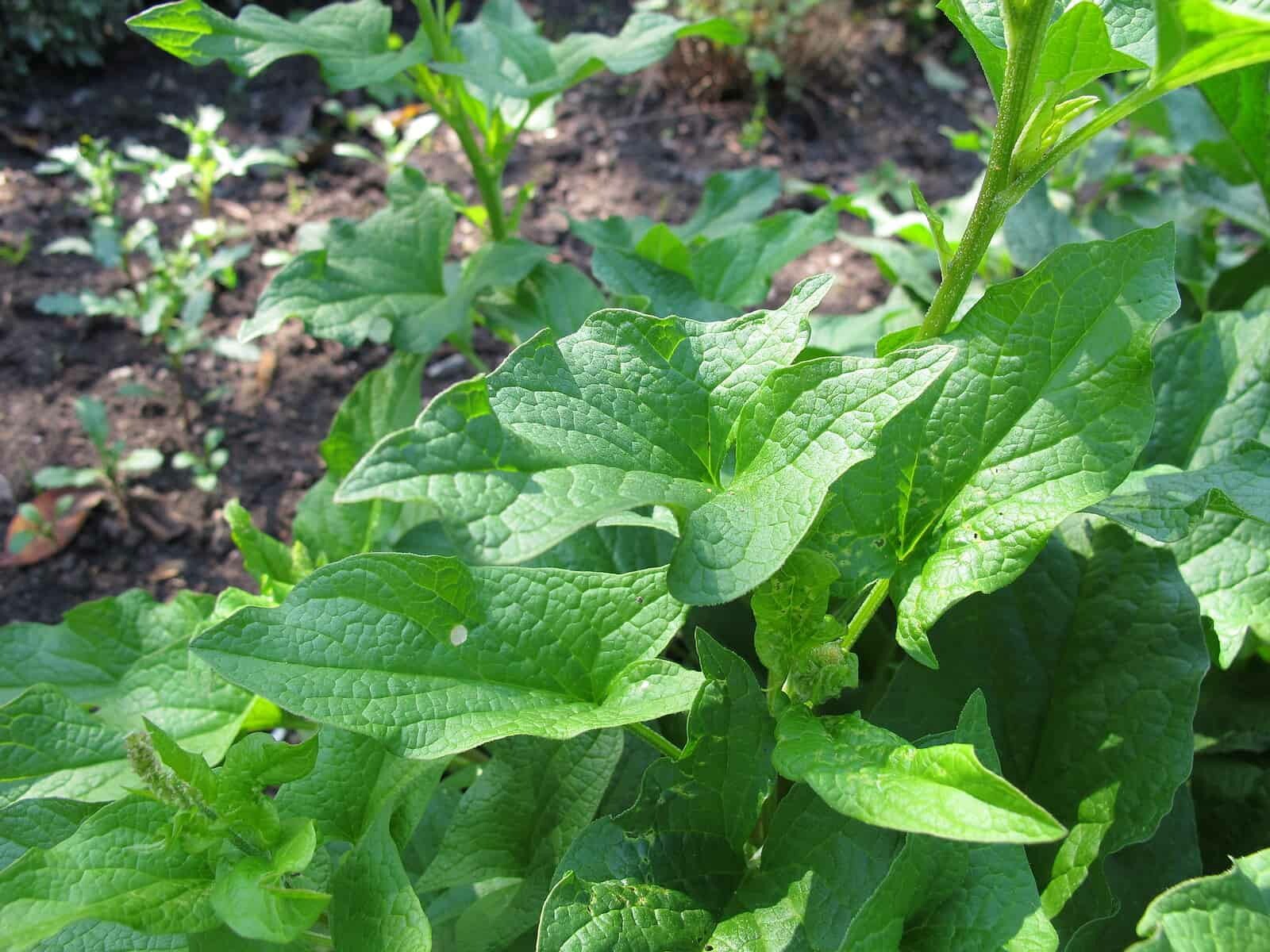 Good King Henry (Chenopodium bonus-henricus) Seeds, organic
