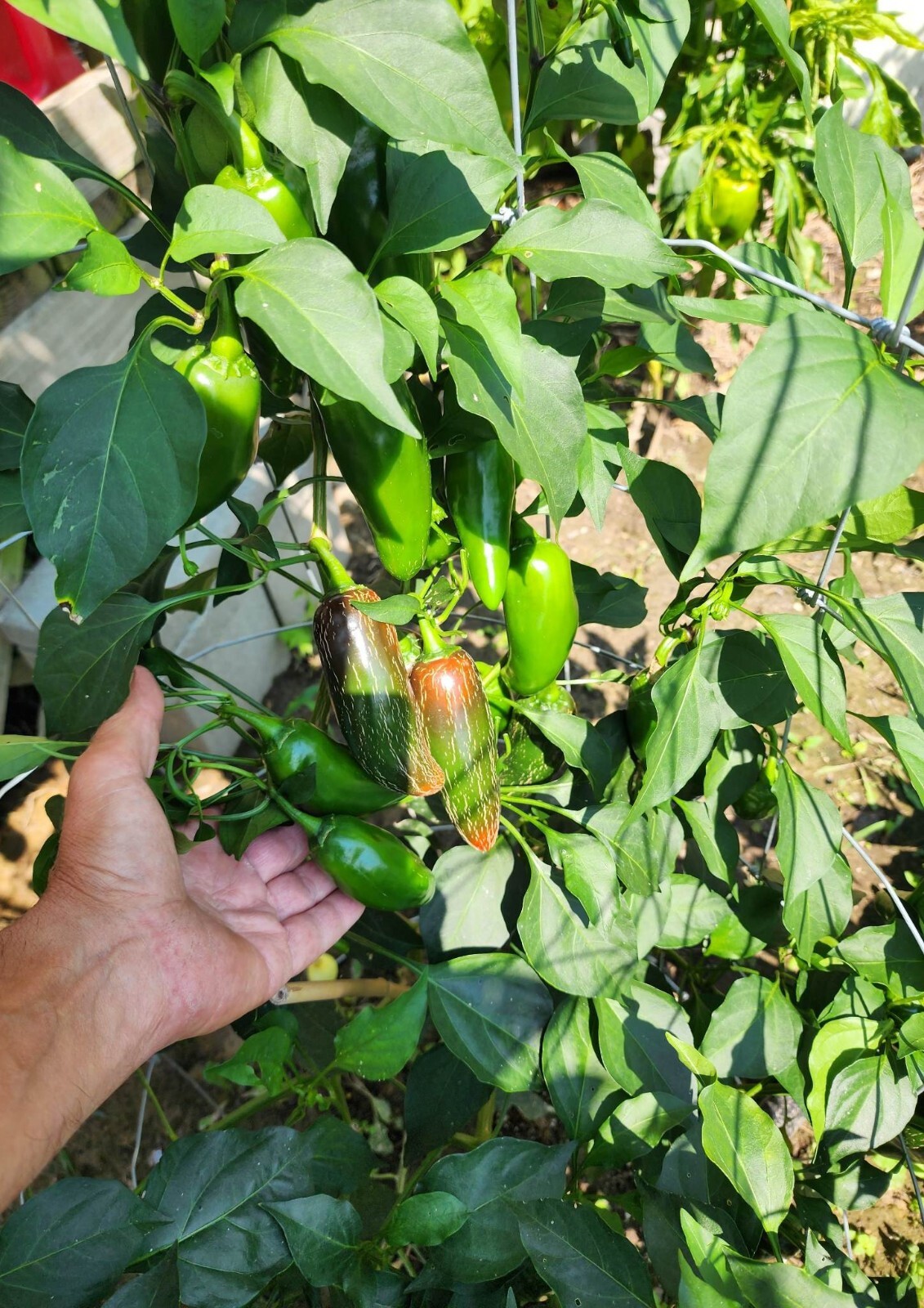 100+ Mammoth Jalapeno Hot Pepper Seeds – Organic — NON GMO