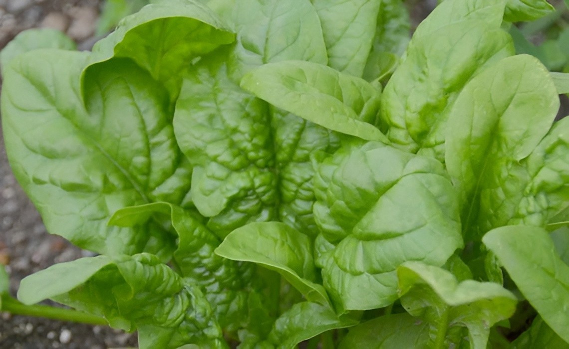 400 Heirloom Bloomsdal Spinach Seeds Fast Growing Non-GMO Winter Garden Classic