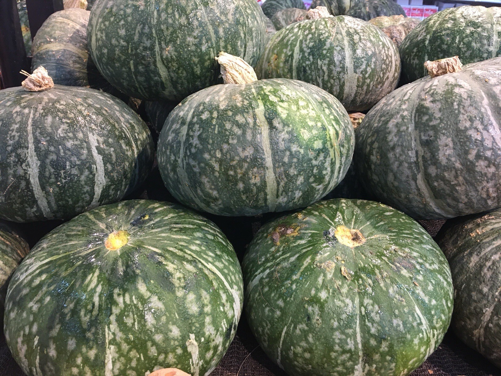 10+ SEEDS Japanese Kabocha Squash I Kurinishiki I Asian Pumpkin