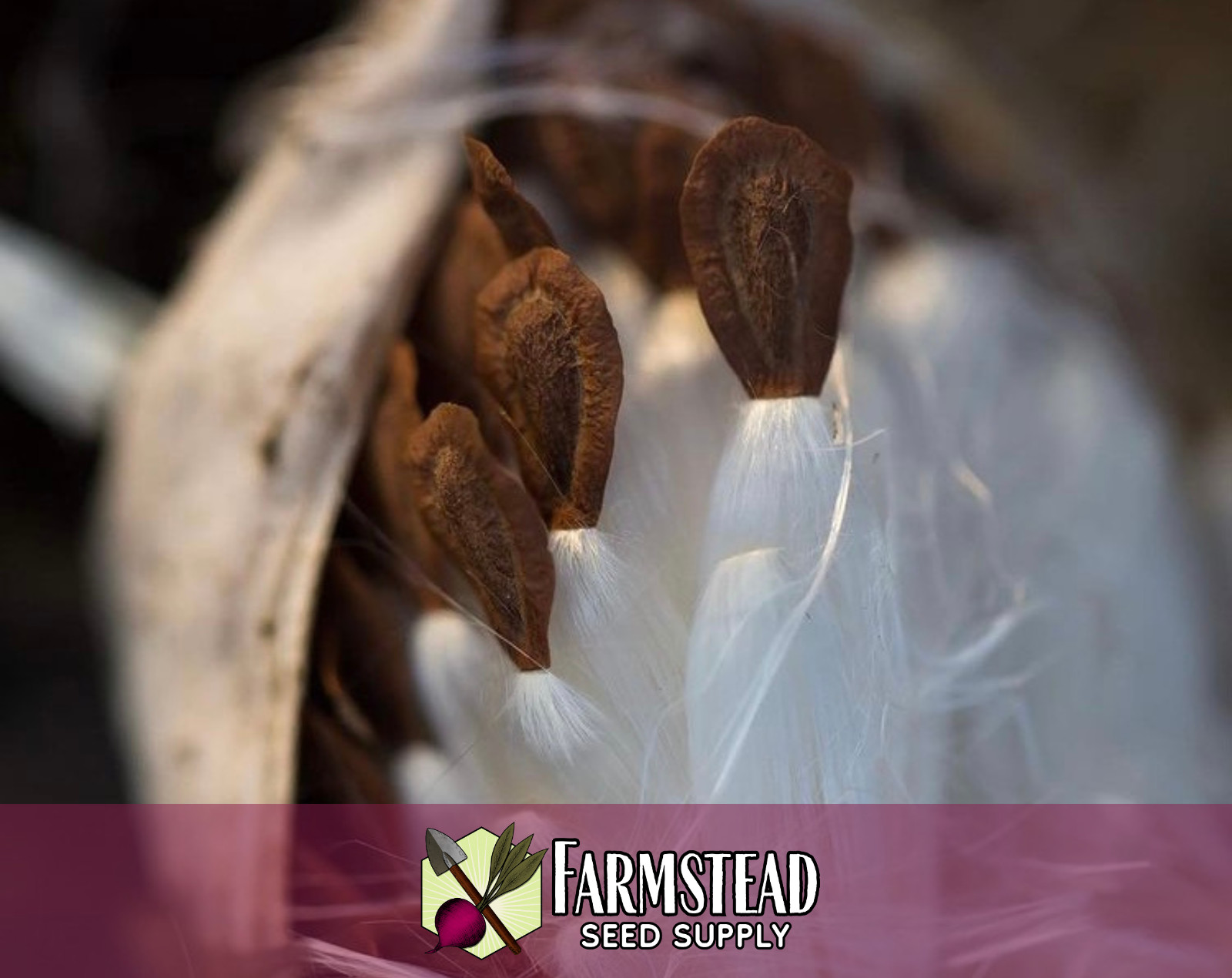 500 COMMON MILKWEED SEEDS [ACLEPIAS SYRIACA] NATIVE MONARCH BUTTERFLY FLOWER USA