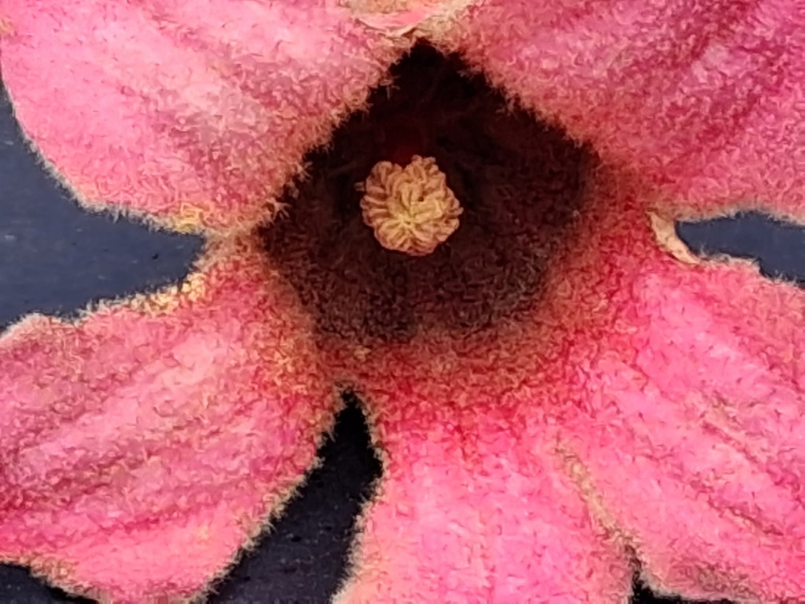 Fresh & Rare Brachychiton Discolor seeds