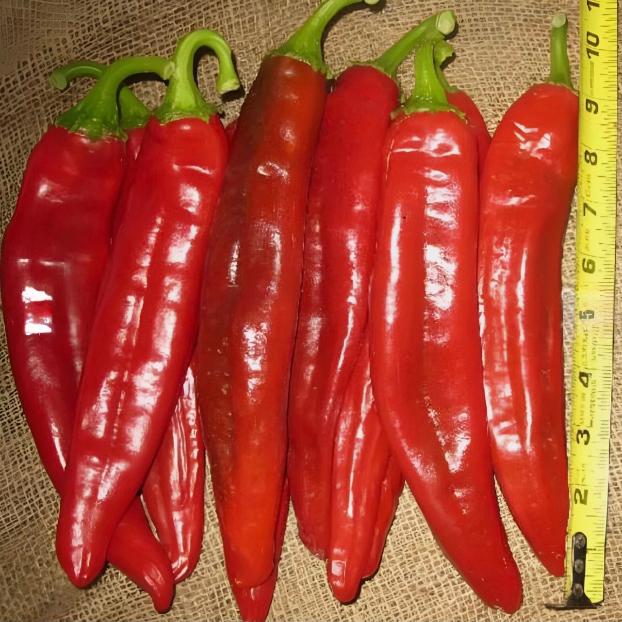 25+ NuMex Big Jim Hatch Chili Seeds, Non-GMO Heirloom, 12” Pepper, 2026 USA