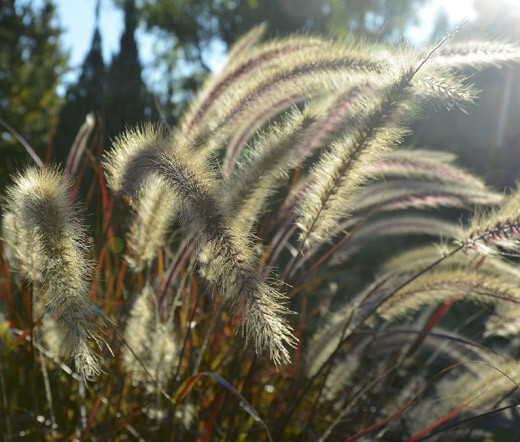 FOUNTAIN GRASS BLACK Pennisetum Alopecuroides Viridescens – 50 Bulk Seeds