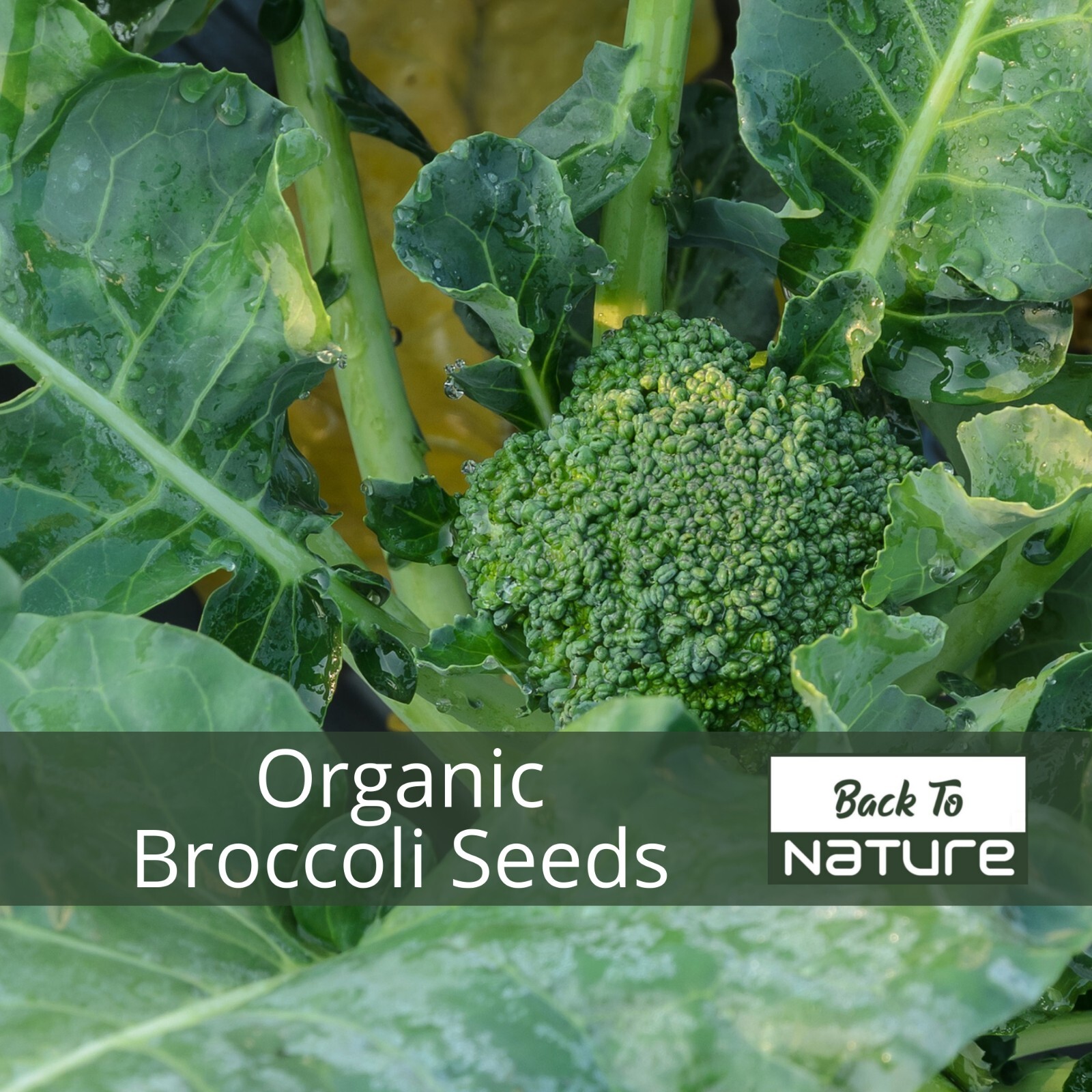 Broccoli – Seeds – Organic – Non Gmo – Heirloom Seeds – Vegetable Seeds