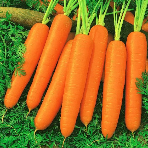 Scarlet Nantes Carrot Seeds, Untreated FREE SHIPPING!