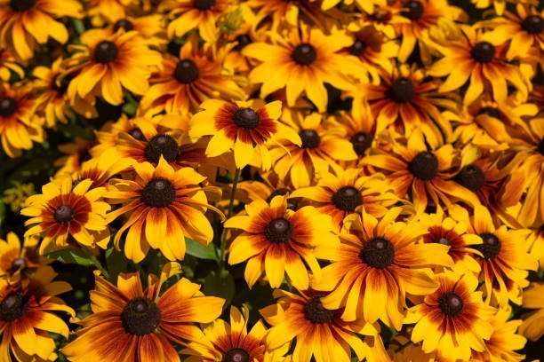 100 DWARF MARMALADE BLACK EYED SUSAN SEEDS | SALE FREE SHIPPING NON GMO HEIRLOOM