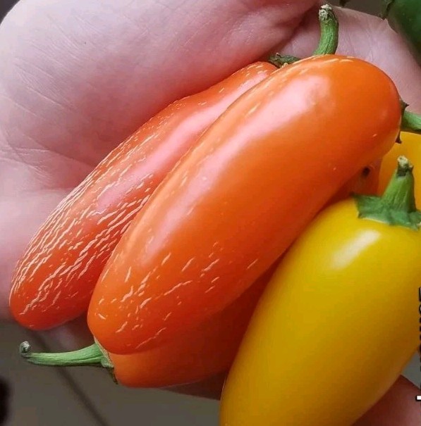 Pumpkin Spice Jalapeno 10 Organic Seeds *Free Shipping*